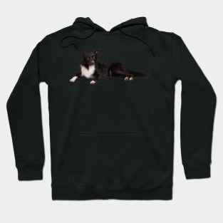 border collie Hoodie